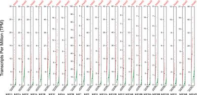 Identification of Novel Molecular Therapeutic Targets and Their Potential Prognostic Biomarkers Among Kinesin Superfamily of Proteins in Pancreatic Ductal Adenocarcinoma